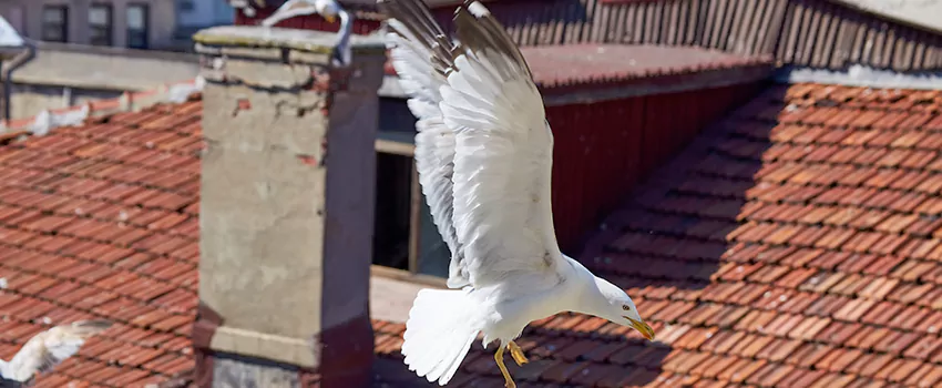 Residential Chimney Animal Removal Solution in Merrifield, VA