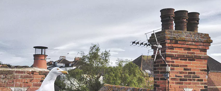 Chimney Cleaning And Restoration in Merrifield, Virginia